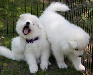 Adorable Samoyed Puppies FOR SALE ADOPTION