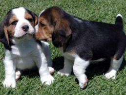 Beagle Puppies For Adoption FOR SALE ADOPTION