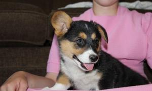 Male and female Pembroke Welsh Corgi Puppies FOR SALE ADOPTION