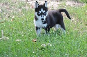 reduced fee Siberian Husky Puppies FOR SALE ADOPTION
