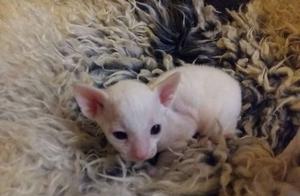 Adorable Cornish Rex Kittens ready now FOR SALE ADOPTION