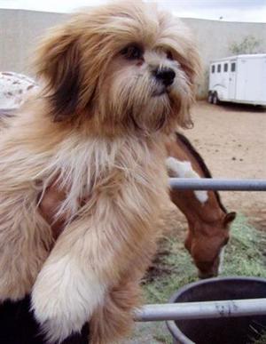 Adorable Lhasa Apso Puppies FOR SALE ADOPTION