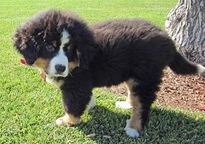 Bernese Mountain for sale FOR SALE ADOPTION