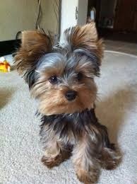 Good looking Male female yorkie puppies available FOR SALE ADOPTION