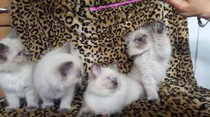 Pedigree Ragdoll Kittens Boys Girls ready now FOR SALE ADOPTION