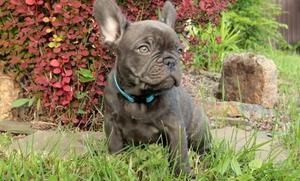 Quality French Bulldog puppies FOR SALE ADOPTION