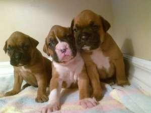 Beautiful Boxer Pupies FOR SALE ADOPTION