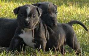Blue Nose American pit bull terrier puppies ready FOR SALE ADOPTION