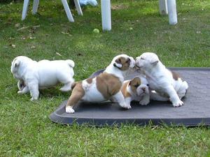 English Bulldog Puppies Available FOR SALE ADOPTION