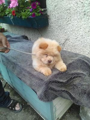 Generous Chow Chow Puppies Available For Caring Families FOR SALE ADOPTION
