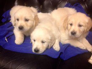 Home potty trained Golden Retriever puppies FOR SALE ADOPTION