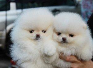 Purebred Pomeranian Puppies FOR SALE ADOPTION