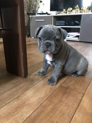Registered Ckc French Bulldog Pups Ready Now FOR SALE ADOPTION