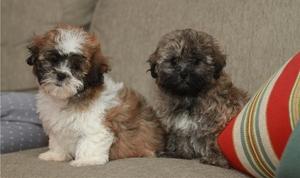 Registered Havenese Puppies FOR SALE ADOPTION