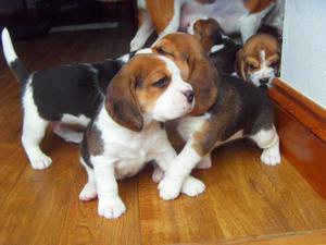 Tri Coloured Beagle Puppies Ready Now FOR SALE ADOPTION