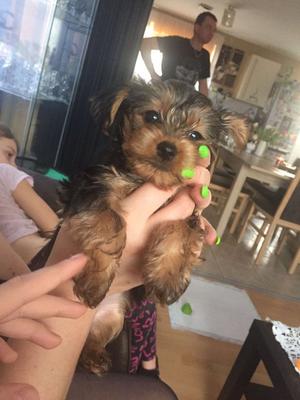 Yorkshire Terrier Puppies Available For Good Homes FOR SALE ADOPTION