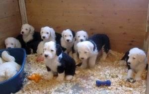 Adorable Old English Sheepdog Puppies for caring homes FOR SALE ADOPTION