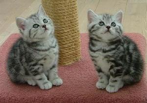 American Shorthair kittens For Rehoming FOR SALE ADOPTION