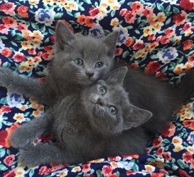 Available Russian Blue Kittens For You FOR SALE ADOPTION
