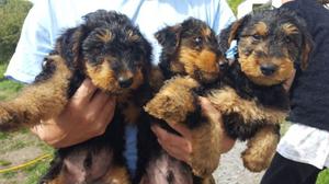 Champion Airedale Terrier Puppies Ready Now  FOR SALE ADOPTION