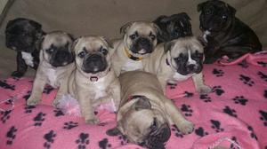 FOUR FRENCH BULLDOG PUPPIES READY FOR YOU TEXT  FOR SALE ADOPTION