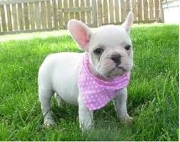 French Bulldog Puppies FOR SALE ADOPTION