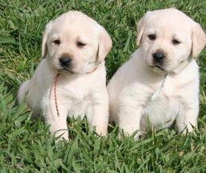 Golden Retriever Puppies FOR SALE ADOPTION