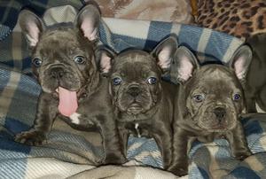 Gorgeous French Bulldog puppies for sale FOR SALE ADOPTION