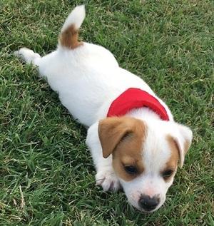 Jack Russell Terrier Puppies FOR SALE ADOPTION