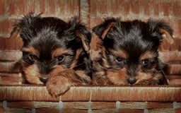 awesom yukie puppies for sale email camelalopez66 gmail com FOR SALE ADOPTION