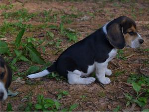 Beagle Puppies FOR SALE ADOPTION