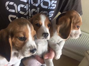 Beagle puppies for sale FOR SALE ADOPTION