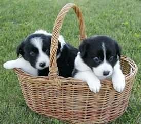Border Collie puppies FOR SALE ADOPTION