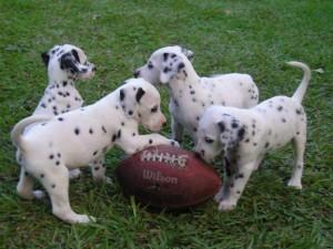 Cute Dalmatian Puppies FOR SALE ADOPTION