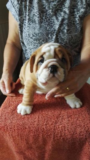 English Bulldog puppies for sale FOR SALE ADOPTION