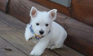 Good Life Time Partner West Highland White Terrier Puppies Top Quality FOR SALE ADOPTION