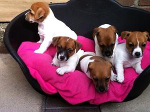 JACK RUSSELLS FOR SALE ADOPTION