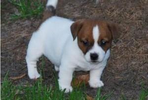 Jack Russell Pups Available FOR SALE ADOPTION