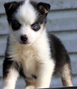 Male and Female Alaskan Klee Kai Puppies FOR SALE ADOPTION