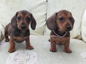 Miniature Dachshund puppies for sale FOR SALE ADOPTION