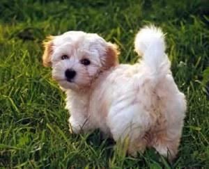 Outstanding Havanese puppies for adoption FOR SALE ADOPTION