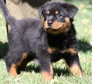 Rottweiler Puppies FOR SALE ADOPTION