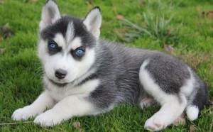 Vet checked and fluffy Siberian Husky puppies FOR SALE ADOPTION