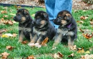 adorable german sheperd puppies FOR SALE ADOPTION