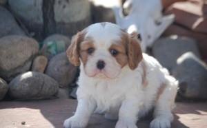 lovely Cavalier King puppies FOR SALE ADOPTION