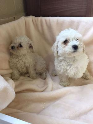 Bichon Frise Puppies available now FOR SALE ADOPTION