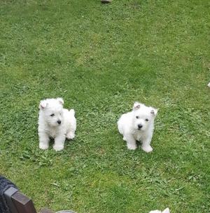 Crystal White Souble Coated West Highland Puppies FOR SALE ADOPTION