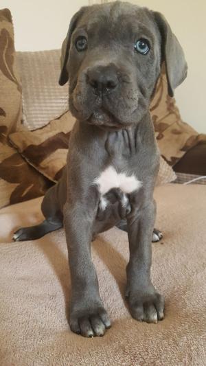 Two Blue Cane Corso puppies available now FOR SALE ADOPTION