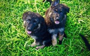 AKC reg German Shepherd Puppies ready FOR SALE ADOPTION