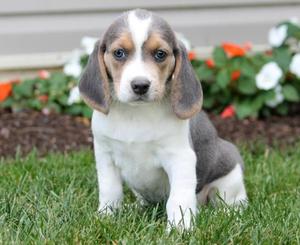 Beagle Puppies For Adoption FOR SALE ADOPTION